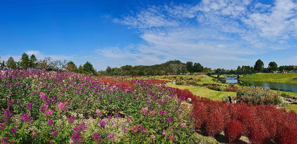 Jardin botanique.jpeg