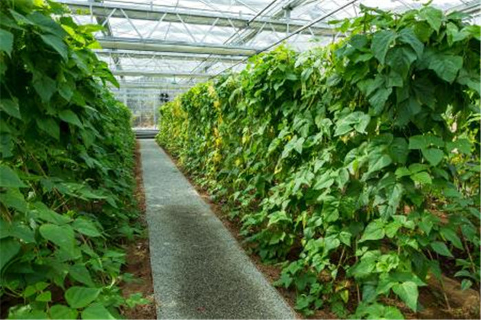 culture de légumes de contre-saison.jpg
