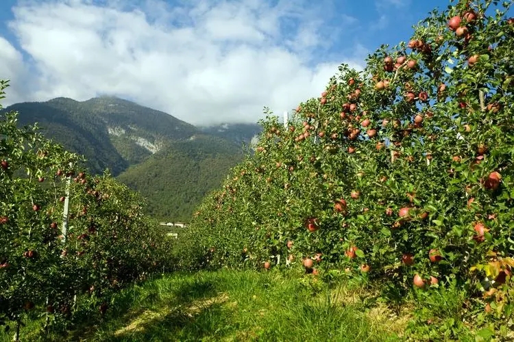pommier.jpg