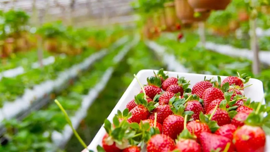 Culture de fraises.jpg