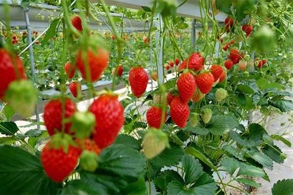 Culture de fraises.jpg