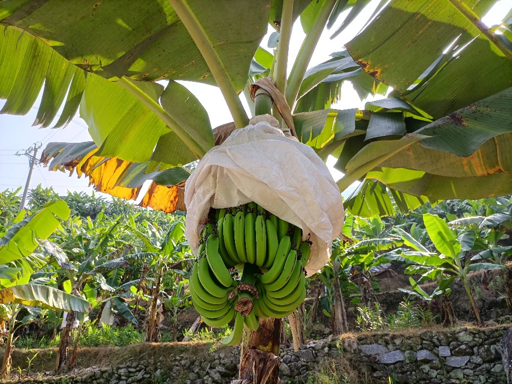 Banane.jpeg