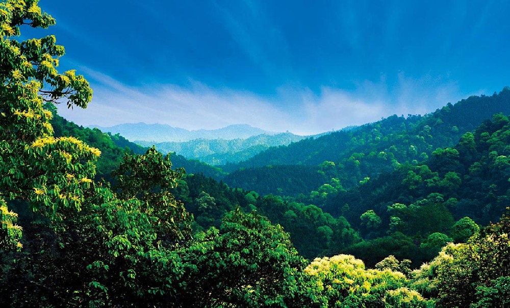 forêts.jpg