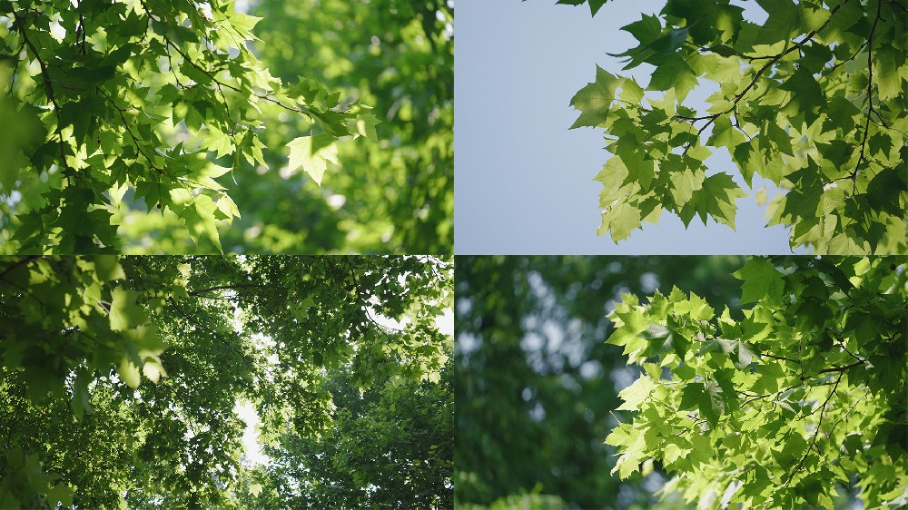 Feuille.jpeg