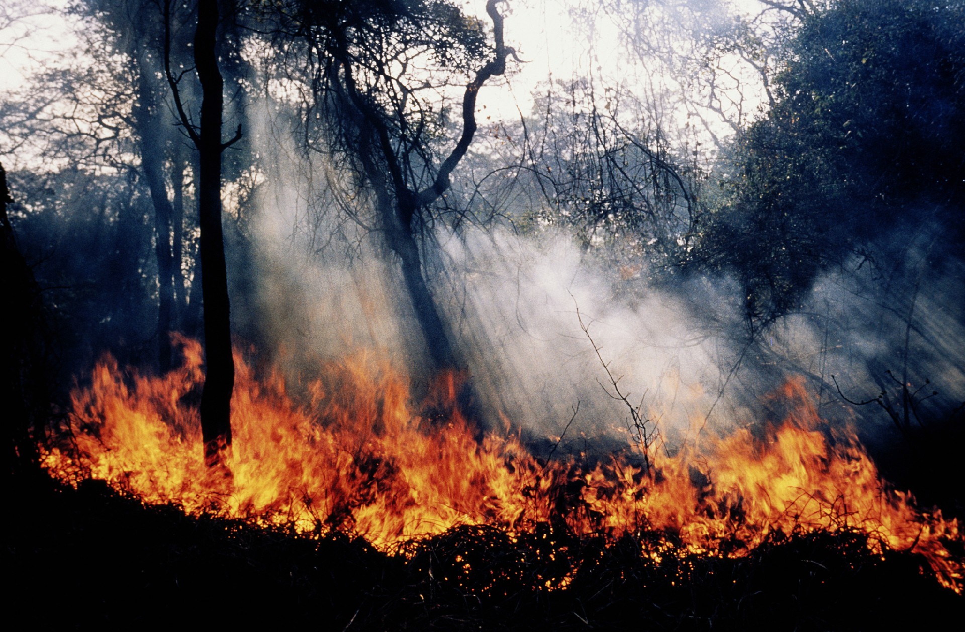 feu de forêt.jpg