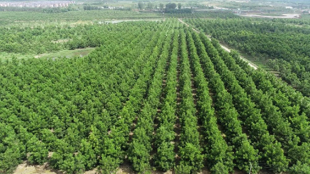 foresterie.jpg
