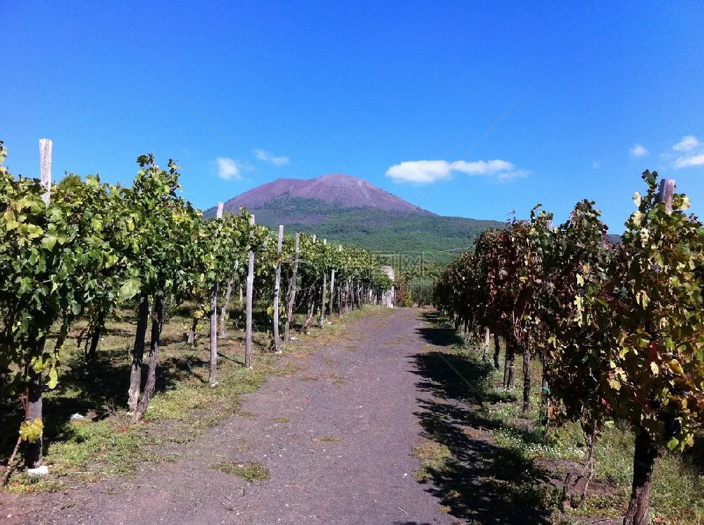 vignoble.jpg
