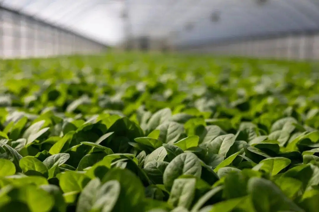 Traçabilité des produits agricoles.jpg