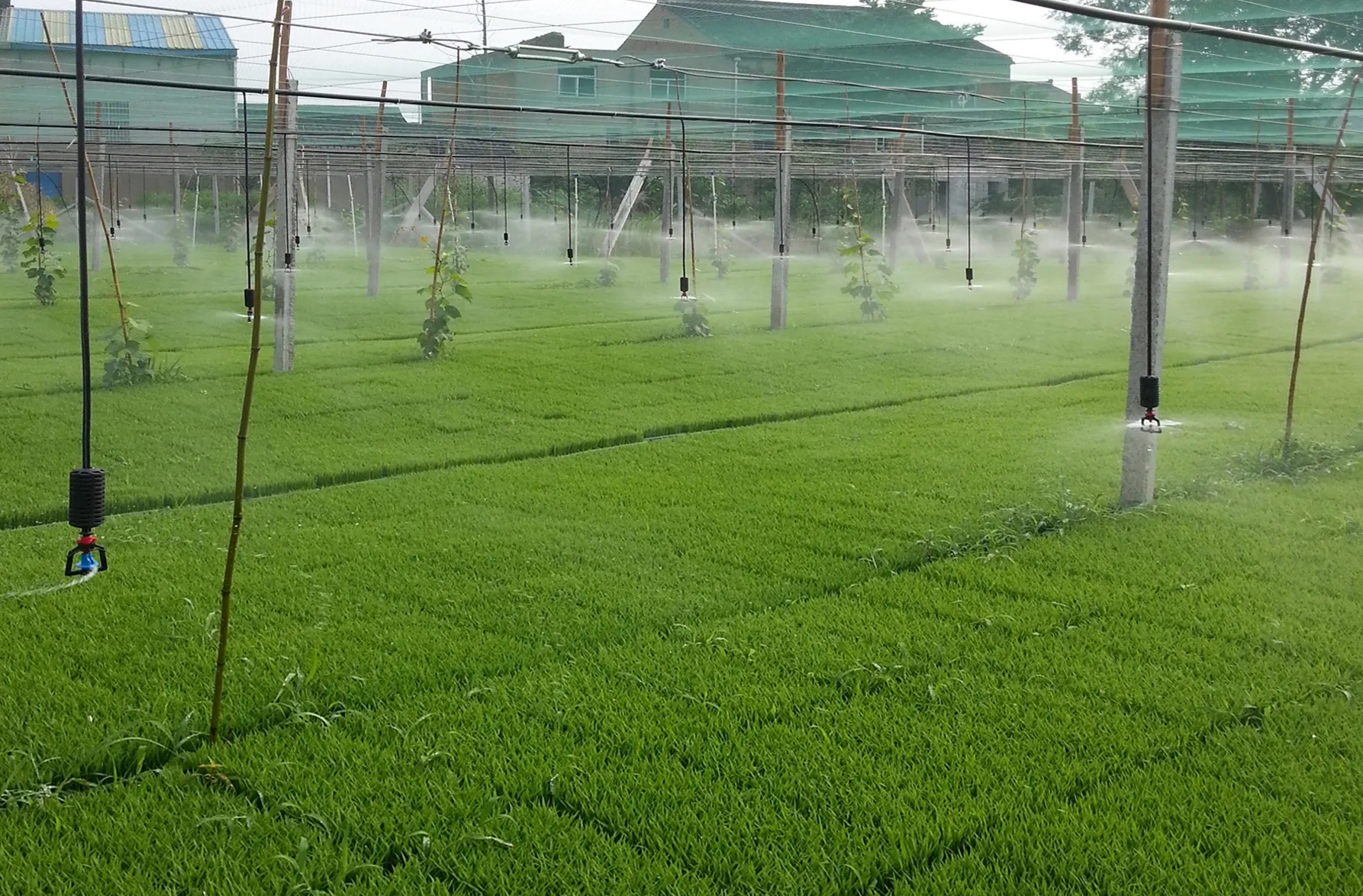 Technologie d'irrigation agricole économe en eau.jpg