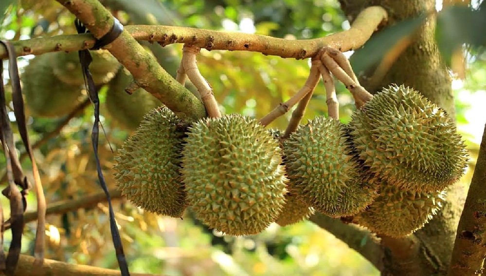 Durian.jpeg