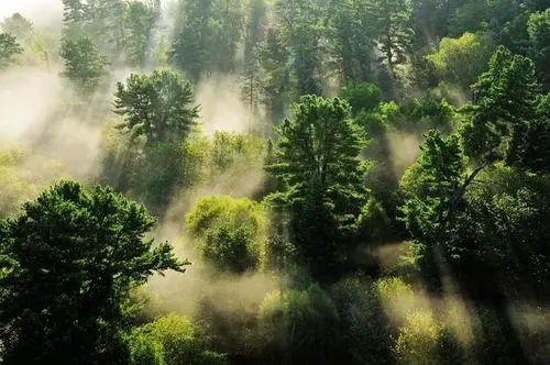 Forêt.jpg