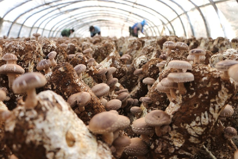 culture de champignons.jpeg