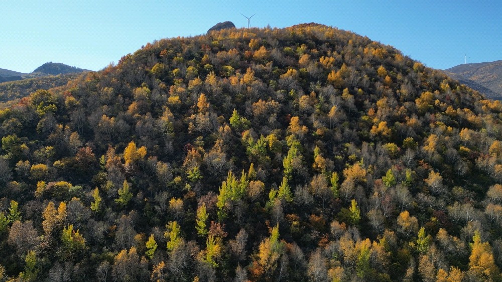 forêts.jpg
