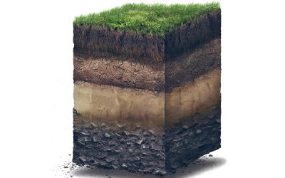 Impact de l'humidité du sol à différentes profondeurs sur la croissance des cultures.jpeg