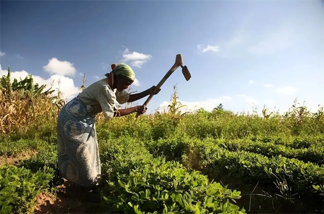 African agriculture.jpeg