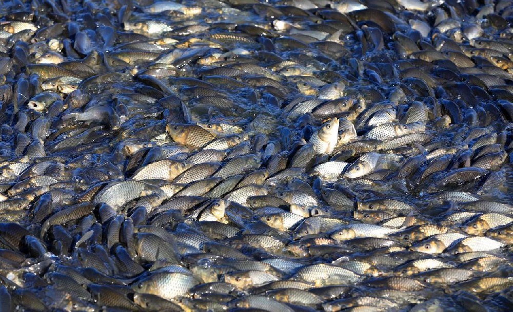 1779515891175063.jpeg Smart Aquaculture Water Quality Online Monitoring Solution.jpeg